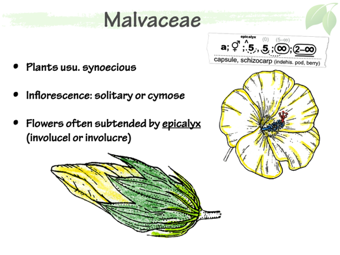 Malvaceae3.png
