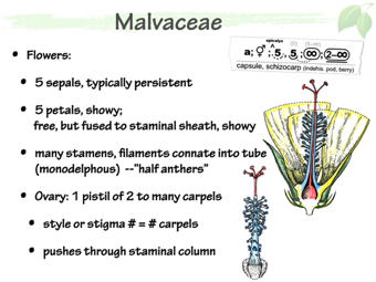Malvaceae4.png