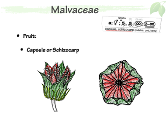 Malvaceae5.png