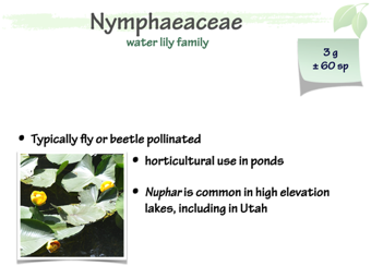 Nymph01.png