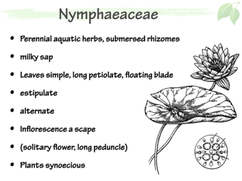 Nymph02.png