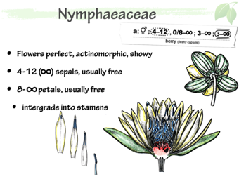 Nymph03.png