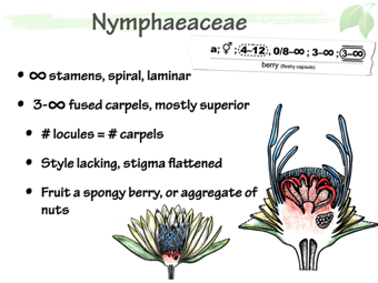 Nymph04.png