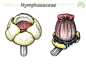 Nymph05.png