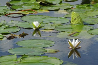 Nymphaea in Florida