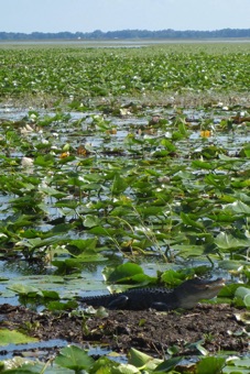 Nymphaea in Florida