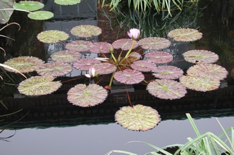 Nymphaea sp. from Missouri Botanical Garden