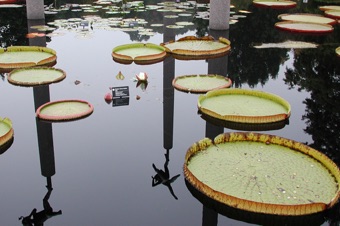 Victoria sp. from Missouri Botanical Garden