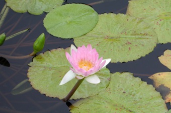 Nymphaea sp. from Missouri Botanical Garden