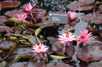 Nymphaea sp. from Missouri Botanical Garden