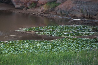 Nymphaea - naturalized population off Hwy 89 in southern Utah