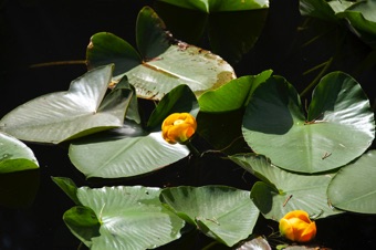 Nuphar - near the continental divide outside of Yellowstone
