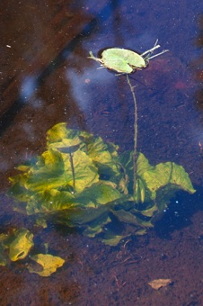 Nuphar - near the continental divide outside of Yellowstone