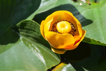 Nuphar - near the continental divide outside of Yellowstone