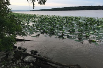 Nymphaea on the Mississippi river near Nauvoo, IL