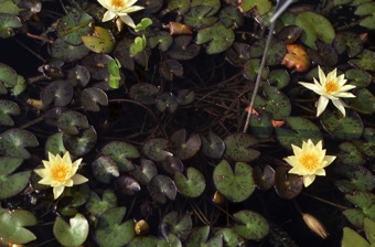 Nymphaea - this species has flowers that are about 3" in diameter