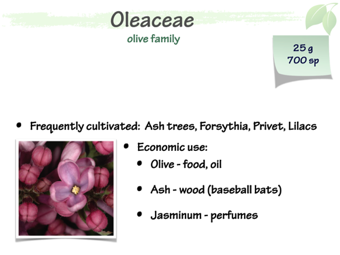 olea01.png