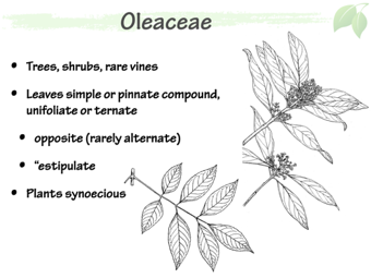 olea02.png