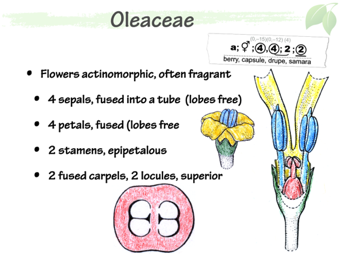 olea03.png