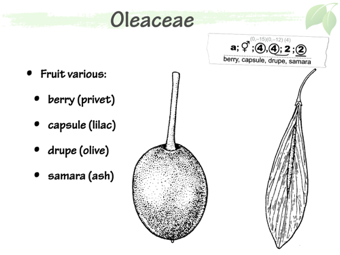 olea05.png