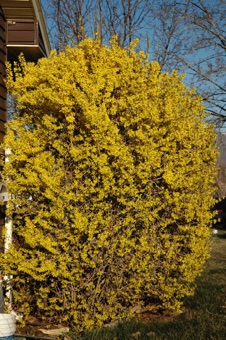 Forsythia