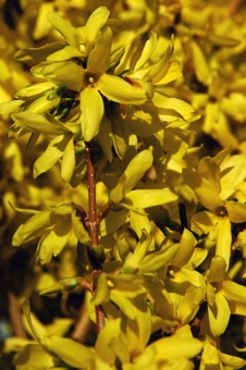 Forsythia