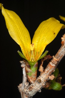 Section through Forsythia flower, showing just two anthers, superior ovary