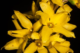 Forsythia
