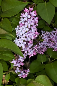 Syringa (Lilac)