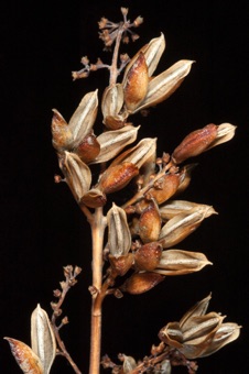 Lilac capsules