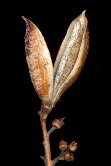 Lilac capsule; scar around base from perianth whorls (superior ovary)