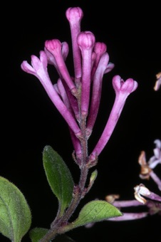 Korean Lilic just starting to bloom; opposite leaves apparent.
