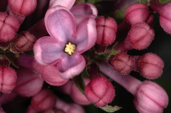 Lilac - look closely and you can tell there are just two anthers, each with two pollen sacs