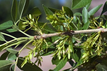 Fraxinus (Ash) branch with maturing fruits