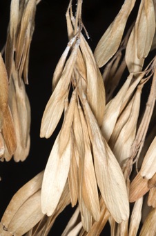 Fraxinus (Ash) samaras