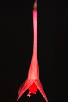 Fuchia sp.; these flowers may dangle for pollination.  Note the small round inferior ovary and elongate, funnel shaped hypanthium
