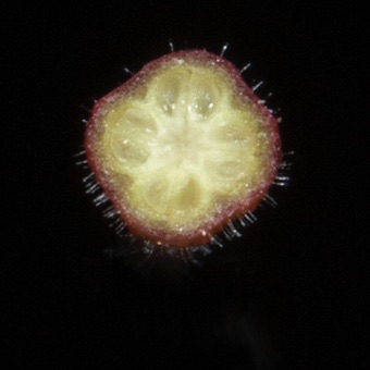 Fuchia sp.;  section through 4-carpelate ovary
