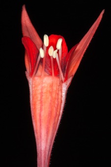 Fuchia sp. sectioned through hypanthium. The rim of the hypanthium where the free petals, sepals, and stamens are attached is evident