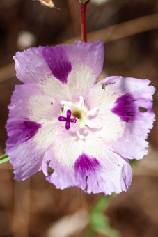 Clarkia