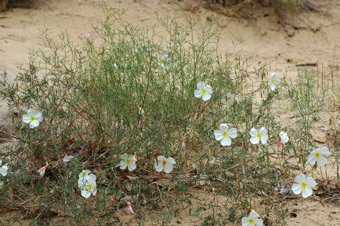 DSC_0284_mod21.jpg