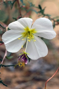 Oenothera