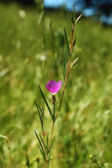 Clarkia