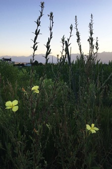 Oenothera villosa