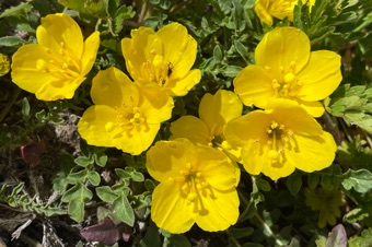 Taraxia breviflora - stigma is globose rather than 4 lobed.