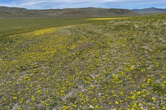 Taraxia breviflora - this species prefers moist sites, such as this lowland adjacent to a reservoir in Oregon