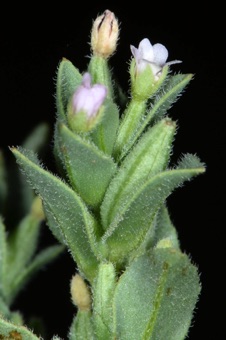 Epilobium campestre -- small flowers with notched petals