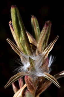 Epilobium (Zauschneria) fruit dehiscing with four valves; Epilobium seeds bear a tuft of hairs