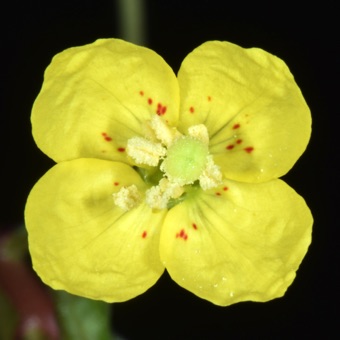 Chylisma scapoidea; 8 stamens, 4 are longer than the other 4
