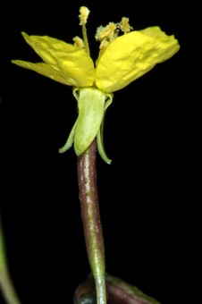Chylisma scapoidea; thick inferior ovary apparent between reflexed sepals and narrower pedicel at base; a short hypanthium is hidden underneath the sepals