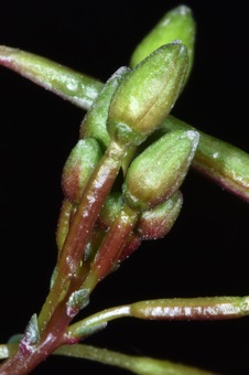 Chylisma scapoidea; flowers in buds show that the hypanthium is short in this species